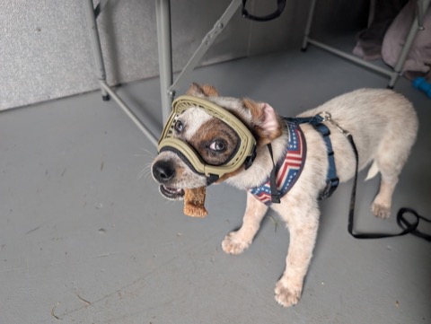 Goggle acceptance achieved. Treat-based negotiations proved decisive.