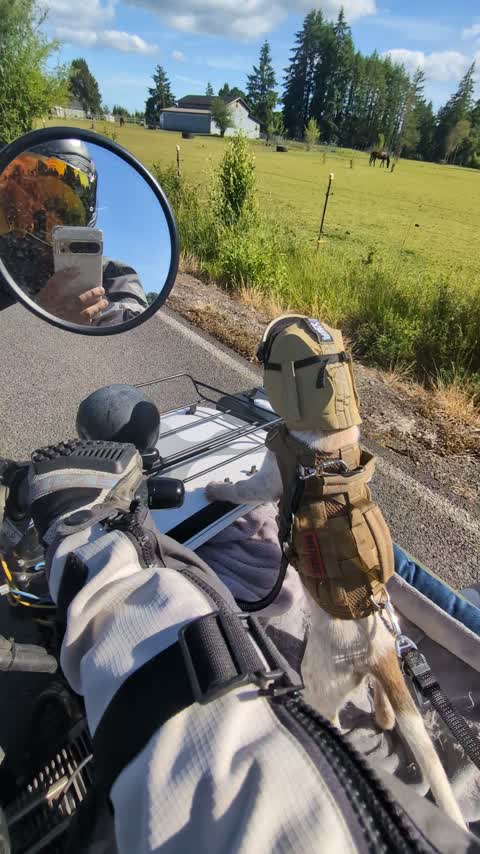 Rolling past the pastures, standing tall in the sidecar. The world is big and he wants all of it.