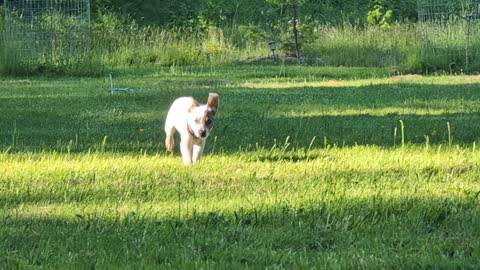 Zoomies across the lawn, ears at full sail. Fueling up for sidecar season.