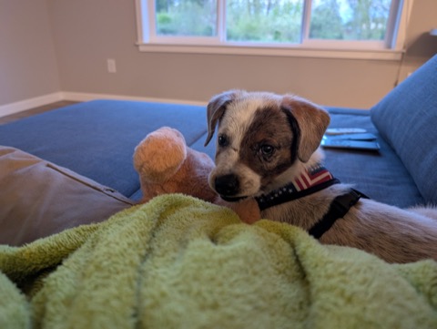 First weekend home. Couch privileges granted immediately.