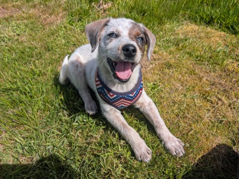 First taste of lawn. Instant convert.