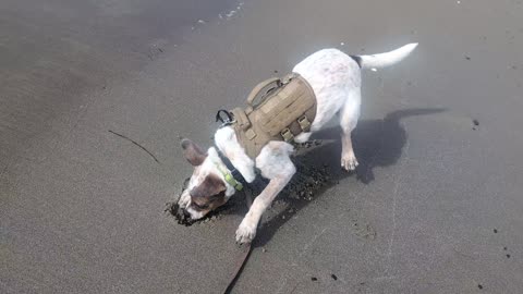 Kyro's-eye view: first Pacific waves. Ocean inspected, sand approved.