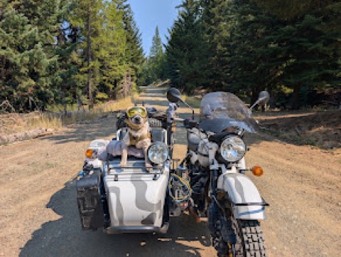 Forest-road pause, goggles up, ears forward. Navigator says keep going.