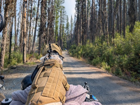 Copilot's-eye view down a gravel road through the burned pines.