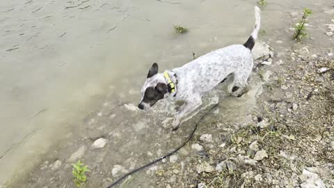 Rock-flipping in the Mountain Fork shallows at Beavers Bend. Serious business.