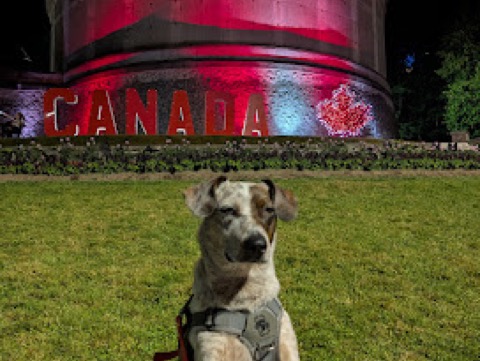 Quick hello to Canada. No stamp in the passport, plenty of tail.
