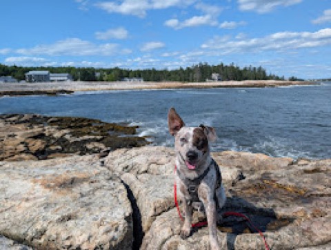 Same rocks, wider view. Acadia's coast passes the sniff test.